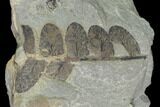 Pennsylvanian Fossil Fern (Neuropteris) Plate - Kentucky #136797-2